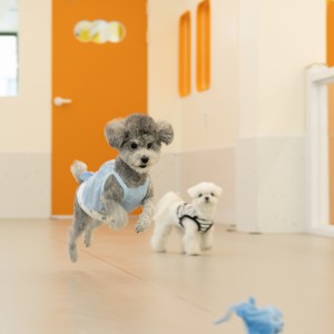 [서울 영등포구] 놀러오개 애견유치원 애견호텔 영등포점