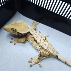 [대구 수성구] 대구파충류샵게코아트